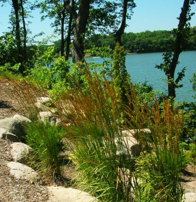 Lush green foliage along a rocky shoreline by a tranquil blue lake.