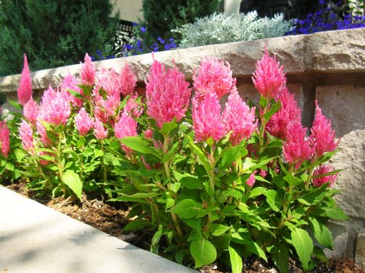 Pink celosia flowers bloom vibrantly along a stone planter.