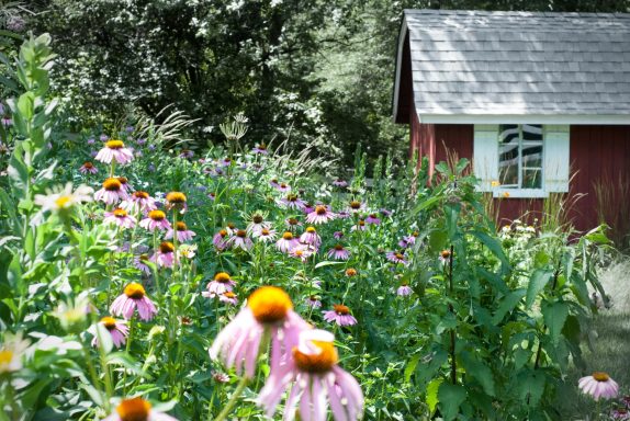 Colorful flowers in a lush garden with a red shed in the background.