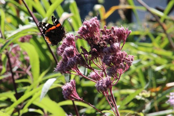 A butterfly near purple flowering plants in a green garden.